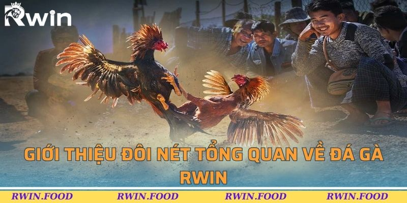 Giới thiệu đ&ocirc;i n&eacute;t tổng quan về đ&aacute; g&agrave; RWIN